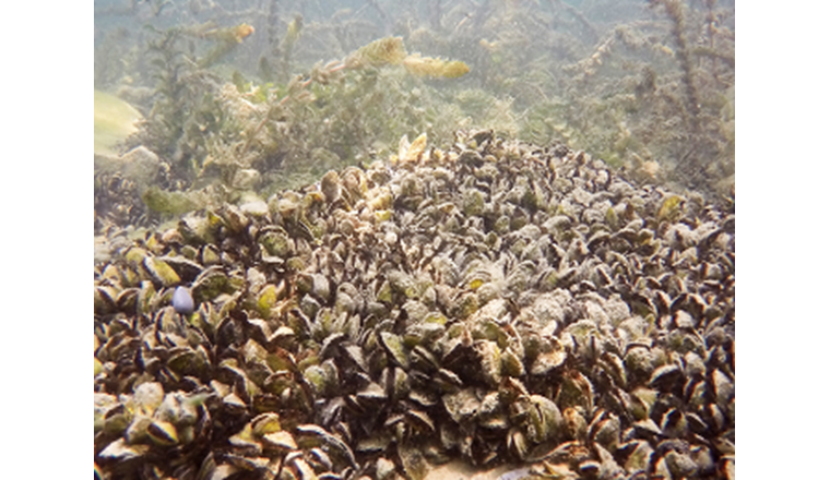 Die Quaggamuschel hat sich in nur wenigen Jahren massiv im Bieler-, Genfer- und Bodensee ausgebreitet. (Bild: ©Linda Haltiner / Eawag)