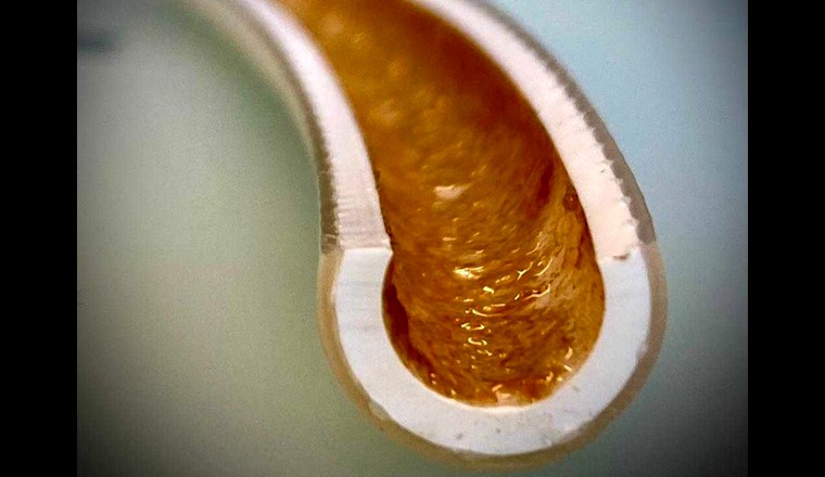 Dopo aver aperto i tubi della doccia, il biofilm sulla plastica è visibile (Foto: Eawag, Frederik Hammes).