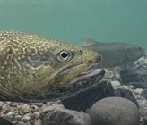 Marmorata-Forelle zum Fisch des Jahres 2024 ernannt. (Bild: ©SFV) Marmorata-Forelle zum Fisch des Jahres 2024 ernannt. (Bild: ©SFV)