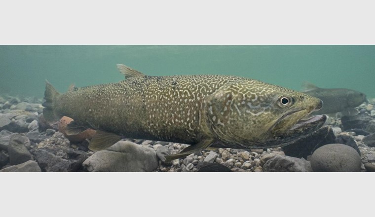 Marmorata-Forelle zum Fisch des Jahres 2024 ernannt. (Bild: ©SFV)