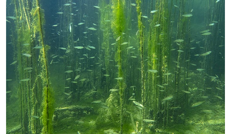 Vorgelagerte Wellenbrecher schaffen einen dynamische Übergangsbereich Land/Wasser mit einer Flachwasserzone und wertvollem Lebensraum für Flora und Fauna. Koordinaten: 2’572’726, 1’210’791 (Foto: Michel Roggo)