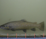 Die Installation des CBR-Fischleitrechen-Bypass-Systems am Kraftwerk Herrentöbeli an der Thur ist ein Novum in der Schweiz: Zum ersten Mal wird ein solcher Fischleitrechen unter realen Bedingungen an der Pilot- und Demonstrationsanlage Herrentöbeli getestet. (Bild: ©Fischwerk & unio – river sciences) Die Installation des CBR-Fischleitrechen-Bypass-Systems am Kraftwerk Herrentöbeli an der Thur ist ein Novum in der Schweiz: Zum ersten Mal wird ein solcher Fischleitrechen unter realen Bedingungen an der Pilot- und Demonstrationsanlage Herrentöbeli getestet. (Bild: ©Fischwerk & unio – river sciences)