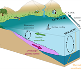 Die Abkühlung des Wassers an der Seeoberfläche führt zu einer Durchmischung, die man als Konvektion bezeichnet. Nahe am Ufer kühlt sich das Wasser schneller ab, wird dichter und taucht entlang des Seegrunds gegen die Mitte. An der Oberfläche entsteht eine Strömung zurück Richtung Ufer (Schema: Tomy Doda, Eawag). Die Abkühlung des Wassers an der Seeoberfläche führt zu einer Durchmischung, die man als Konvektion bezeichnet. Nahe am Ufer kühlt sich das Wasser schneller ab, wird dichter und taucht entlang des Seegrunds gegen die Mitte. An der Oberfläche entsteht eine Strömung zurück Richtung Ufer (Schema: Tomy Doda, Eawag).