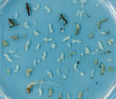 Makroinvertebraten in Schweizer Grundwasserökosystemen – Vorkommen, Vielfalt und Biomasse. Makroinvertebraten in Schweizer Grundwasserökosystemen – Vorkommen, Vielfalt und Biomasse.