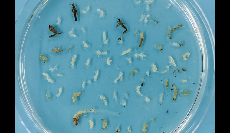 Makroinvertebraten in Schweizer Grundwasserökosystemen – Vorkommen, Vielfalt und Biomasse.