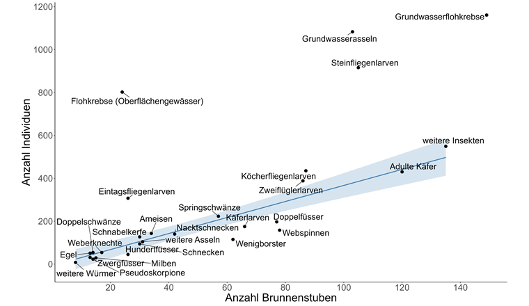 Fig. 3 Die Anzahl Individuen jeder Organismengruppe im Vergleich zur Anzahl Brunnenstuben, in denen die jeweiligen Organismengruppen gefunden wurden. Die blaue Linie zeigt den linearen Trend mit 95% Konfidenzintervallen, der ohne (Grundwasser-)Flohkrebse, Grundwasserasseln und Steinfliegenlarven berechnet wurde (Grund: Deren Individuenzahlen wichen vom Trend der anderen Gruppen stark ab).