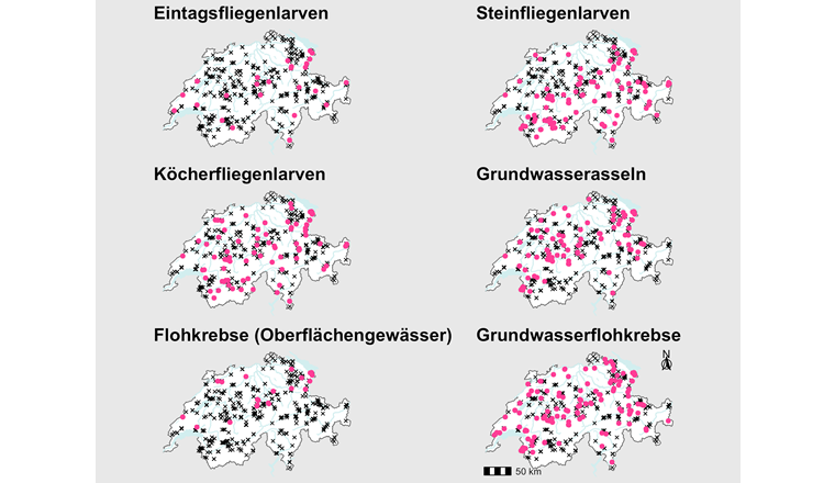Fig. 4 Verbreitungskarten spezifischer Organismen. Punkte repräsentieren Standorte, an denen die jeweiligen Organismen gefunden wurden. Kreuze kennzeichnen beprobte Standorte, an denen die jeweiligen Organismen nicht gefunden wurden.