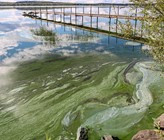 Neben Phosphor scheint auch Stickstoff ein entscheidender Treiber für das Algenwachstum in Seen weltweit zu sein. (© ss404045-AdobeStock)