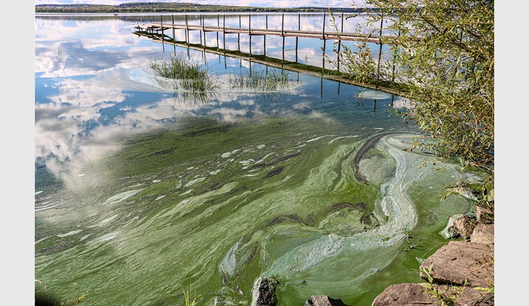 Neben Phosphor scheint auch Stickstoff ein entscheidender Treiber für das Algenwachstum in Seen weltweit zu sein. (© ss404045-AdobeStock)