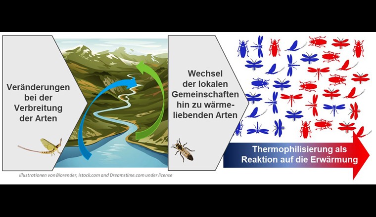 Se il clima cambia, cambia anche la distribuzione delle specie. Localmente, le specie adattate al freddo possono essere perse e sostituite da specie che prediligono il caldo. Gli scienziati chiamano questo processo "termofilizzazione". (Grafico: Eawag, illustrazioni di Biorender, istock.com e dreamstime.com)