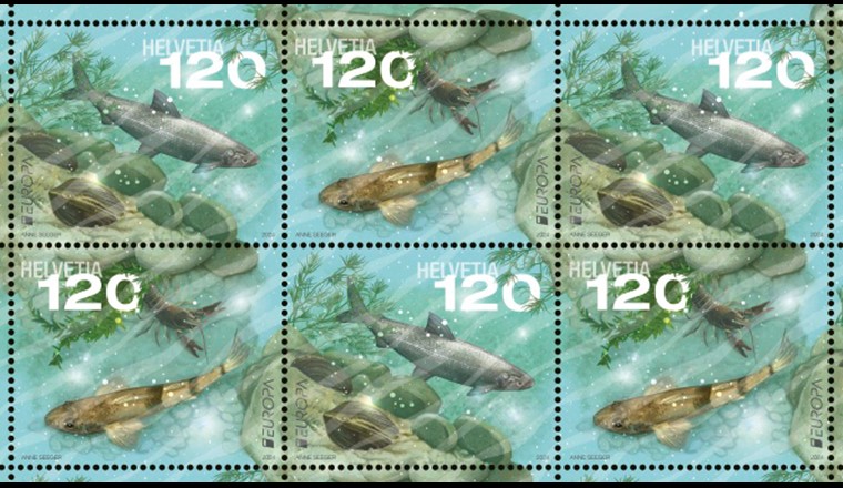 Die beiden neuen, ab Mai erhältlichen Briefmarken der Post zeigen bedrohte einheimische Arten aus dem Thunersee und dem Doubs. Ein Glanzlack sorgt für Wassereffekt. Gestaltet wurden die Sondermarken von Anne Seeger. (© Post CH Netz AG)