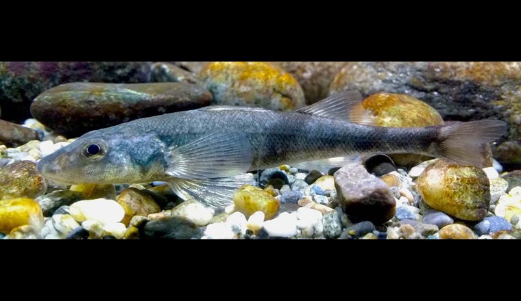 Der Rhone-Streber ist eine sogenannte Schirmart: Überlebt er, überleben mit ihm viele andere, weniger empfindliche Arten (© Lukas Rüber, Naturmuseum Bern)