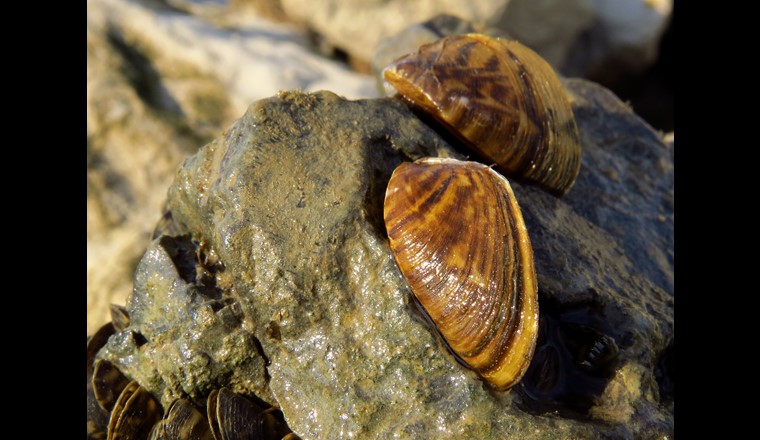 Der Kanton Luzern will die Verbreitung invasiver Neobiota wie die Quaggamuschel in seinen Seen verhindern. (© AdobeStock)