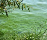 Patient See: Mensch und Gewässer sind gar nicht so verschieden, wenn sie krank sind. Im Bild: Cyanobakterien in einem See. (© Angelina Tittmann, IGB