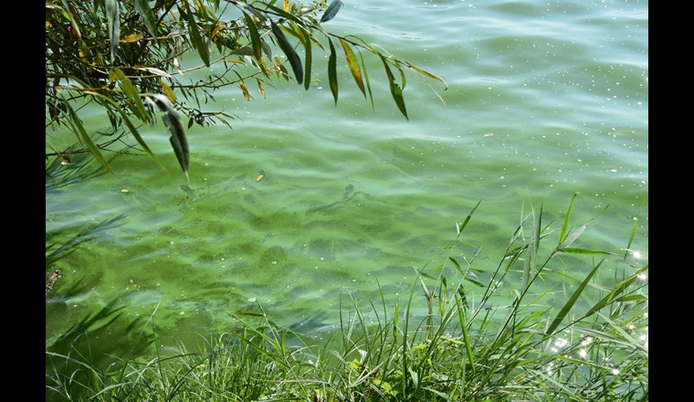 Patient See: Mensch und Gewässer sind gar nicht so verschieden, wenn sie krank sind. Im Bild: Cyanobakterien in einem See. (Bild: Angelina Tittmann, IGB)