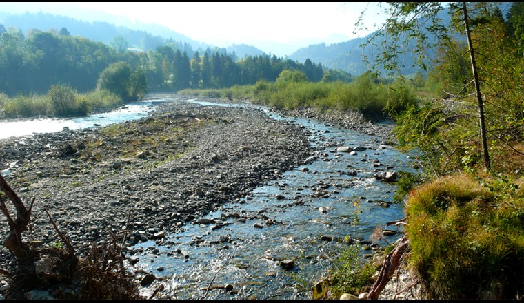 Flussauen, wie hier die Sense bei Plaffeien, gehören zu den artenreichsten Lebensräumen in der Schweiz. (Foto: Florian Altermatt, Eawag)