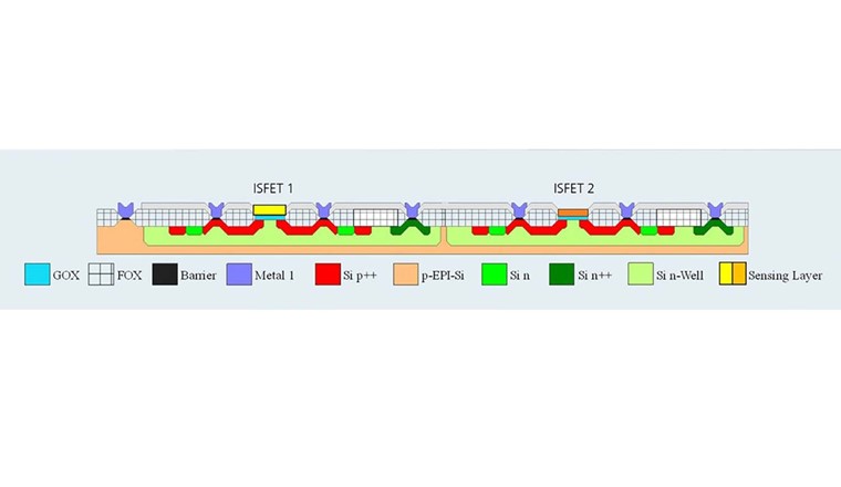 Rappresentazione schematica della sezione trasversale del chip con 2 ISFET. GOX = ossido di gate, FOX = ossido di campo, Si p++ o n++ = silicio altamente drogato p o n, Si n = silicio drogato n, Si n-well: area drogata n nel silicio, un cosiddetto n-well, p-Epi-Si = wafer di silicio drogato p con strato di silicio epitassiale, strato sensibile: ad esempio un ossido metallico per la misurazione del pH o una membrana in PVC con uno ionoforo selettivo. Il numero di ISFET può essere adattato ai requisiti del compito di misura. (Immagine: Fraunhofer IPMS)