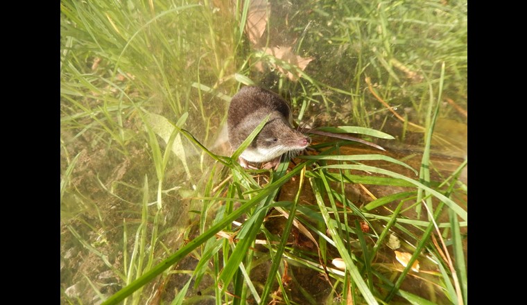 Die gefährdete Wasserspitzmaus, die nun erstmals in der Stadt Zürich nachgewiesen konnte, steht auf der Roten Liste. Sie hat ein typisches zweifarbiges Fell: Der Rücken ist schiefergrau bis glänzend schwarz und der Bauch weiss gefärbt. (© Sina Moser / SWILD)