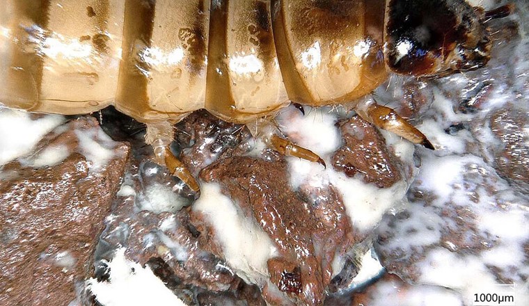 Ver sur une pierre de lave avec biofilm sous le microscope (Image : Julian Eckert, HSWT)