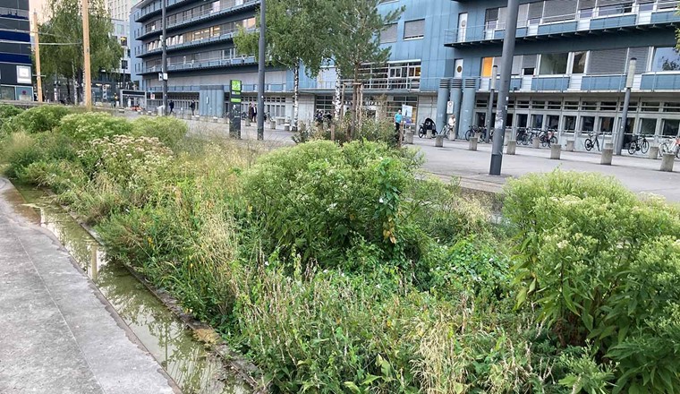 Les infrastructures bleu-vert peuvent constituer des passerelles et des corridors pour la dispersion des espèces (Image : Eawag, Francine von den Brandeler)