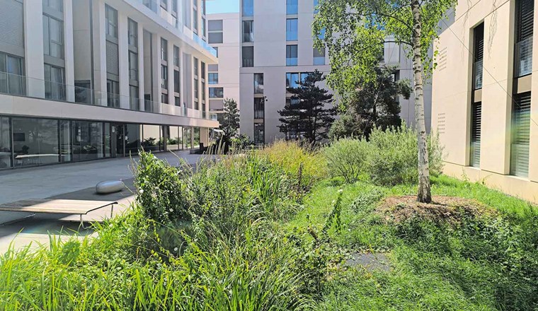 Fig. 3 Noue de rétention végétalisée au cœur du quartier de l’Adret, Ville de Lancy. (Image : Frédéeric Bachmann)