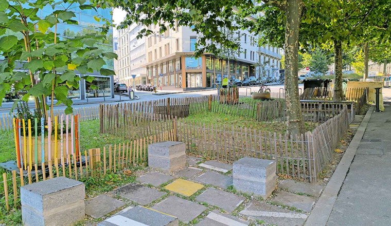 Fig. 2 Projet pilote de désimperméabilisation et de régénération de sols urbains au boulevard Jacques-Dalcroze, Ville de Genève. (Image : Frédéeric Bachmann)