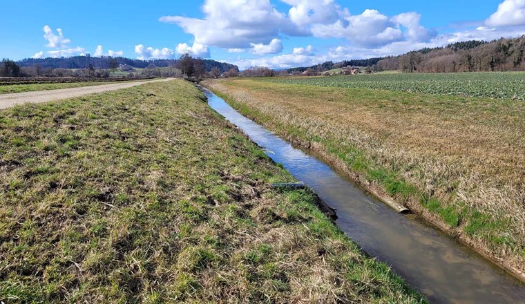 La Limpach est une rivière rectifiée artificiellement qui est apparue après que des zones humides, des prairies humides et des marais ont été asséchés et transformés en terres agricoles. La rectification et l'artificialisation des berges ont entraîné une dégradation de la qualité de l'habitat pour les espèces. (Image : Conor Waldock)