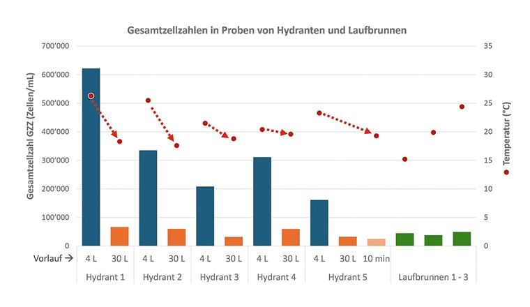 Fig. 3 Es ist deutlich erkennbar, dass die gemessenen Gesamtzellzahlen in den Hydranten abhängig sind vom Vorlauf. Die tiefen Zellkonzentrationen aus den Laufbrunnen als Referenz zeigen auf, dass das Wasser in den Hydranten und deren Zuleitungen verkeimt. Dies ist sehr wahrscheinlich auf die Stagnation und die Erwärmung im Sommer zurückzuführen. Die Resultate stammen aus Messungen des Projekts «Relevanz von Legionellen im Verteilnetz», sie wurden durchflusszytometrisch anhand der SVGW MW102 erhoben (BactoSense Multi, bNovate Technologies).