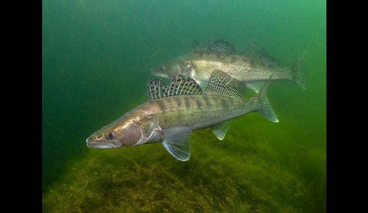 Il lucioperca, pesce dell'anno 2025, ha iniziato a diffondersi nel nostro Paese solo circa sessant'anni fa. (Fig. Volantino FSP)