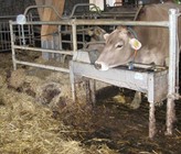 Trogtränke in einem landwirtschaftlichen Betrieb Trogtränke in einem landwirtschaftlichen Betrieb