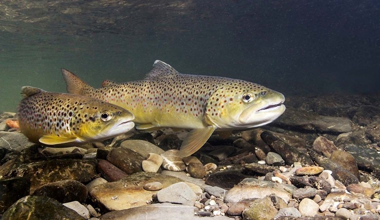 Désormais, l'évaluation se base sur un large ensemble d'espèces de poissons. (Image : Adobe Stock)
