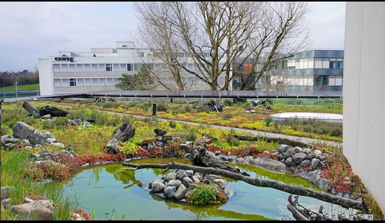 Biotope, rétention d'eau et réservoir d'énergie en un : installation pilote sur le toit de l'Eawag (Photo: Eawag)