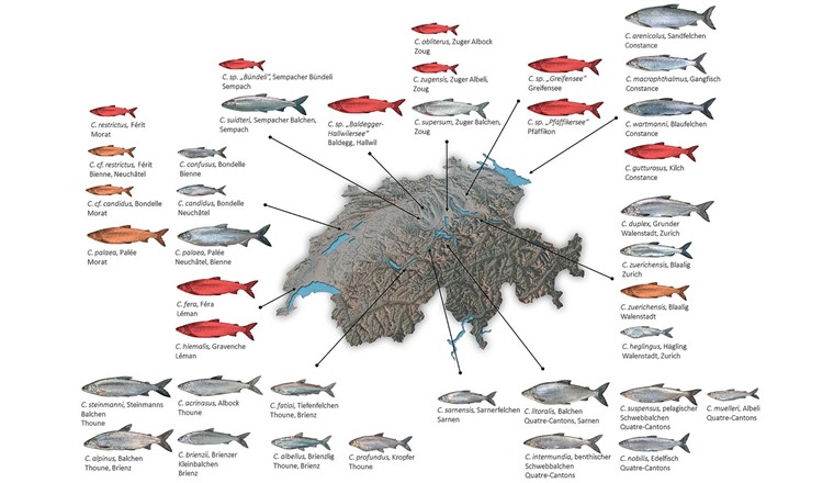 Fig. 1 Diversité des espèces de corégones décrites à ce jour dans les lacs suisses. Seule la distribution naturelle de chaque espèce est mentionnée. Les espèces disparues sont indiquées en rouge et les populations disparues d’espèces encore présentes ailleurs sont représentées par des poissons orange. La taille des poissons représentés symbolise les différences de taille entre les espèces.
