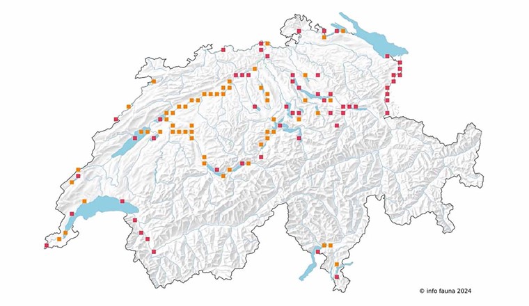 Fig. 2 Distribution des corégones en Suisse, d’après l’Atlas des poissons de Suisse [4]. Les points rouges correspondent aux présences attestées après 2000 et les points orange aux observations faites avant 2000. L’aire de répartition naturelle des corégones s’étend exclusivement au nord des Alpes. Les corégones présents dans le Tessin sont issus d’anciens alevinages et n’y sont donc pas considérés comme autochtones, même s’ils sont représentés sur cette carte. (© info fauna – CSCF, swisstopo)
