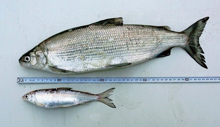 Fig. 3 Les deux espèces de corégones du lac de Walenstadt. En haut: Grunder adulte à maturité sexuelle (C. duplex). En bas : Hägling adulte à maturité sexuelle (C. heglingus).