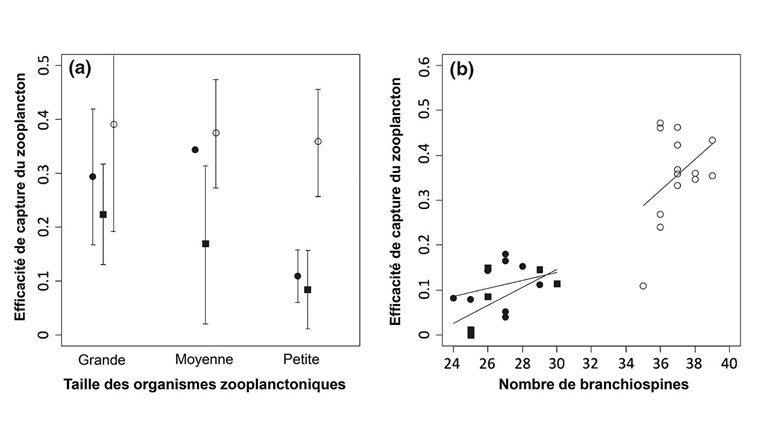 Fig. 5 Efficacité de capture du zooplancton par le Brienzlig (C. albellus, en blanc) et le Balchen (C. alpinus, en noir) en fonction de la taille des organismes zooplanctoniques (a, à gauche) et du nombre de branchiospines (b, à droite) [18, 19].