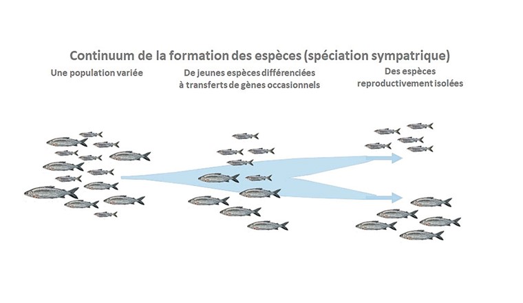 Fig. 6 Représentation schématique du continuum de la spéciation sympatrique (une espèce se scinde en deux espèces ou plus, bien que celles-ci vivent toutes dans un même territoire, un lac, par exemple). (D’après [23], modifié).