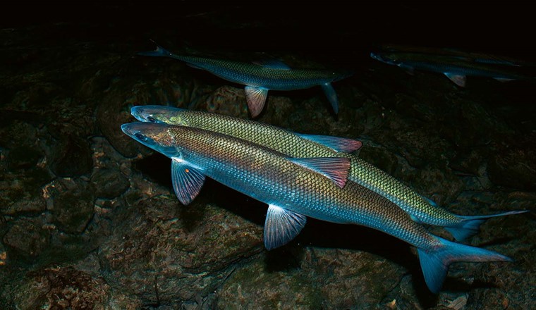 Fig. 7 Un couple de corégones (C. lavaretus) frayant près des rives du lac d’Aiguebelette, en France. (Immage: Alamy)