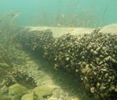 Filter und Wärmetauscher können Infrastrukturanlagen vor sich festsetzenden Muscheln schützen (Foto: Eawag, Linda Haltiner). Filter und Wärmetauscher können Infrastrukturanlagen vor sich festsetzenden Muscheln schützen (Foto: Eawag, Linda Haltiner).