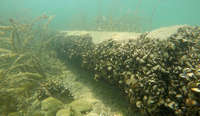 Filter und Wärmetauscher können Infrastrukturanlagen vor sich festsetzenden Muscheln schützen (Foto: Eawag, Linda Haltiner).