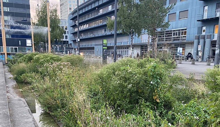 Blau-grüne Naturflächen sind wichtig, um das Stadtklima zu verbessern – aber auch, um die Lebensräume von Tieren und Pflanzen zu vernetzen (Bild: Giulia Donati)