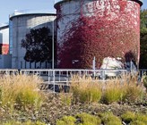 Es gibt viele Möglichkeiten die Artenvielfalt, auf einem Areal zu fördern, z. B. durch Fassadenbegrünung Es gibt viele Möglichkeiten die Artenvielfalt, auf einem Areal zu fördern, z. B. durch Fassadenbegrünung