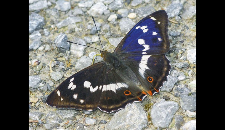 Fig. 1 Grâce à une offre alimentaire diversifiée et aux possibilités de rester cachées, de nombreuses espèces animales vivent sur la STEP de Berne, tels que le grand mars changeant (Apatura Iris)