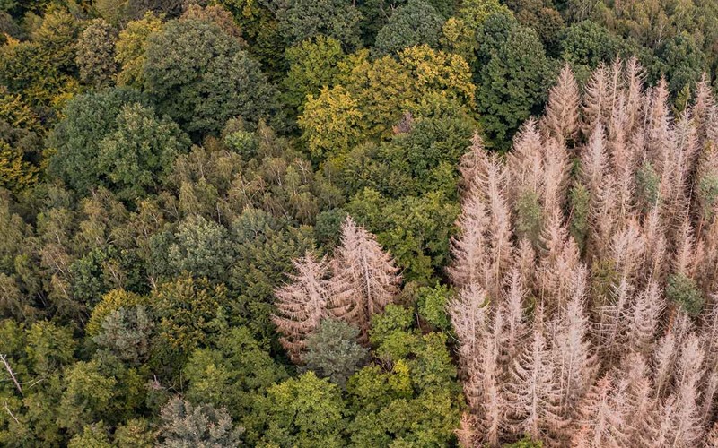 Waldsterben in Wasserschutzgebieten erhöht Nitratkonzentration