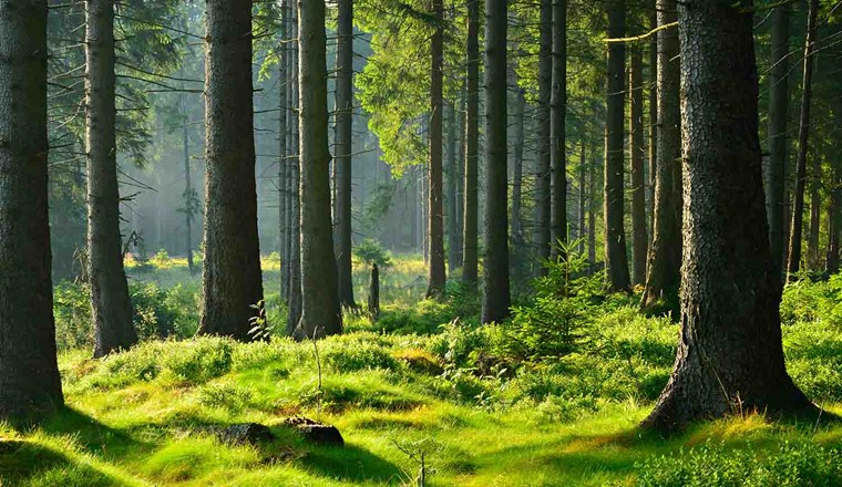 (Bild: Adobe Stock)
