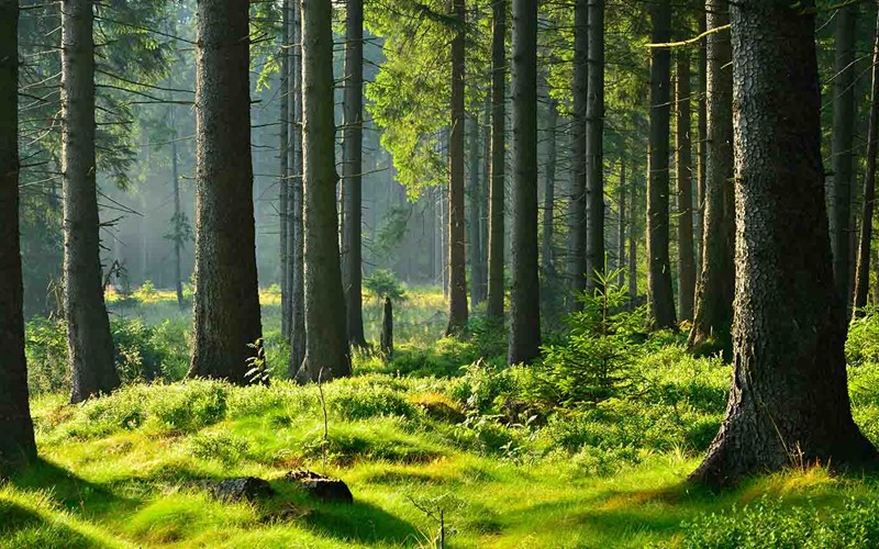 Biozid-Einsatz gegen invasive Arten im Wald