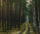 Der Wald in Brandenburg. (Bild: Adobe Stock) Der Wald in Brandenburg. (Bild: Adobe Stock)