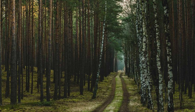 Der Wald in Brandenburg. (Bild: Adobe Stock)