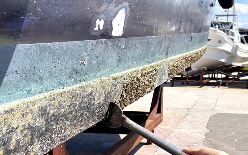 Freiburger Gewässer bislang von Quaggamuschel verschont