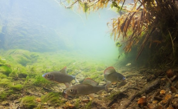 Fische geben wertvolle Hinweise darauf, wie es den Gewässern geht. Die kälteliebenden Äschen spüren die Folgen des Klimawandels und sind in Schweizer Flüssen immer seltener vorzufinden.
© Rainer Kühnis